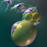 Los adipocitos, la reserva energ�tica del cuerpo