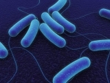 Bacillus subtilis: cient�ficos argentinos descubren una bacteria relacionada con la longevidad
