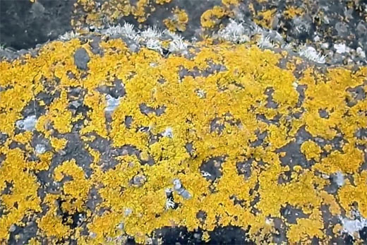 Estudian el potencial antioxidante de los l�quenes