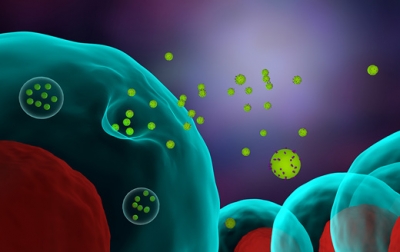 Exosomas: �qu� son y para que sirven?